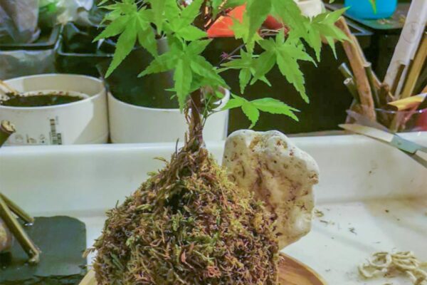 kokedama02