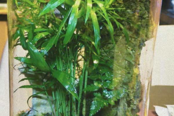 terrarium01