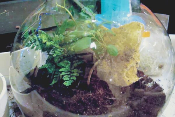 terrarium02