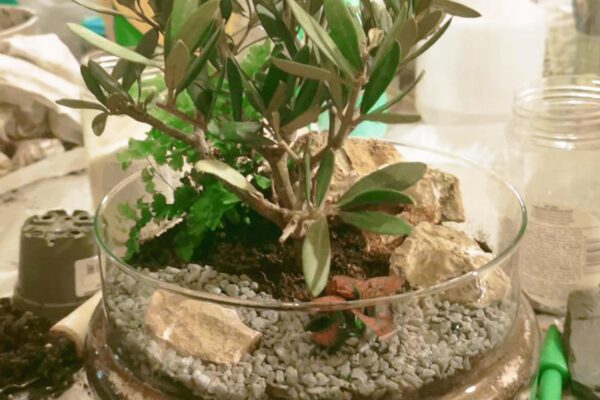 terrarium03