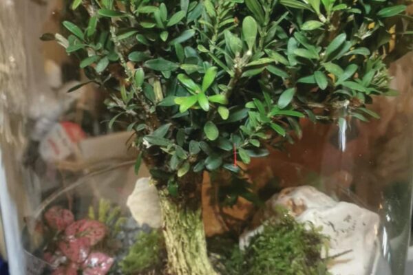 terrarium04