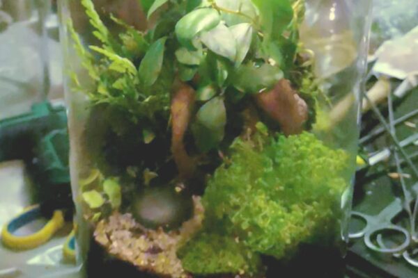 terrarium05