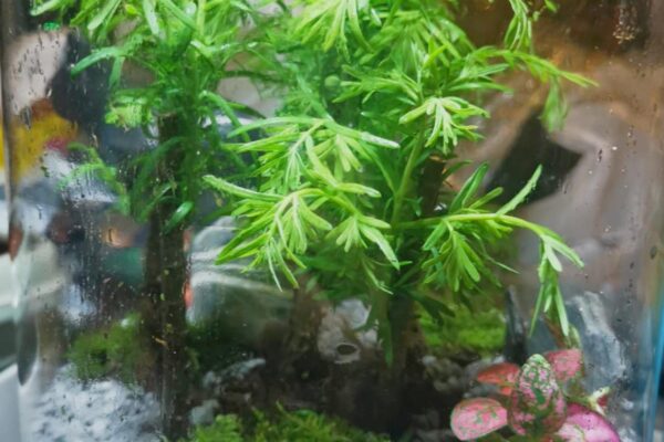 terrarium06