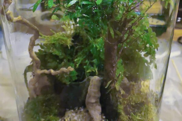 terrarium07