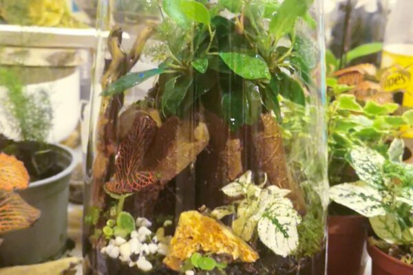 terrarium08