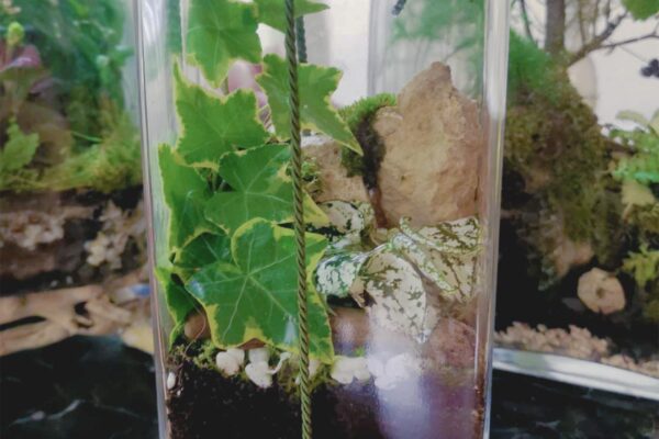 terrarium10