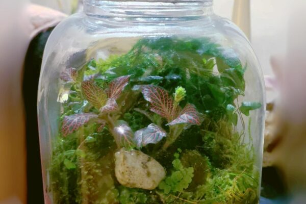 terrarium11