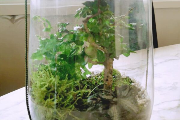 terrarium12