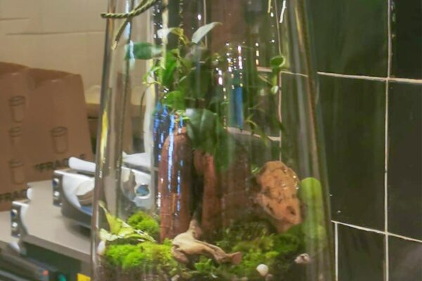 terrarium14