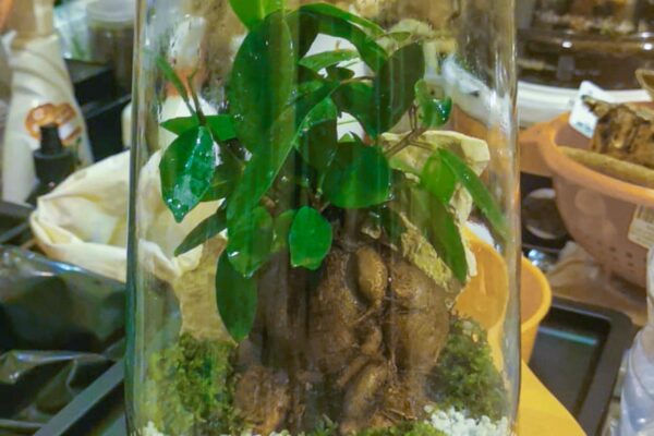 terrarium15