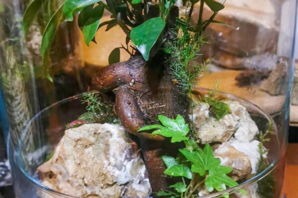 terrarium16