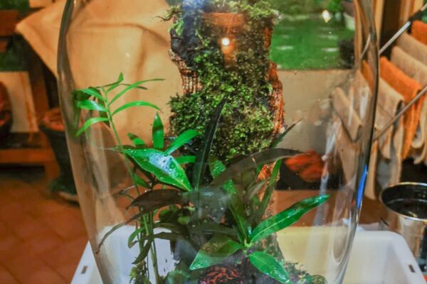 terrarium17