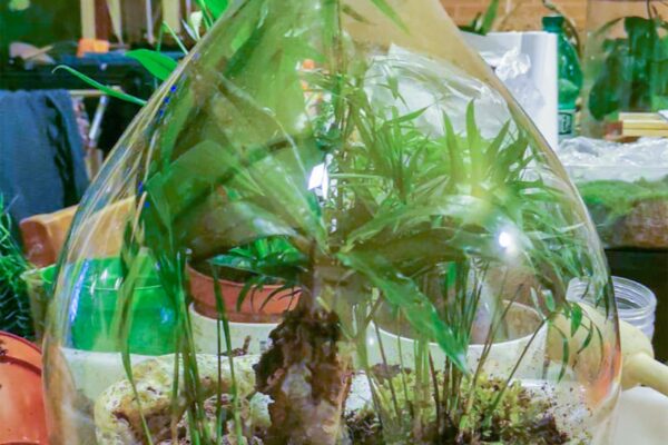 terrarium18