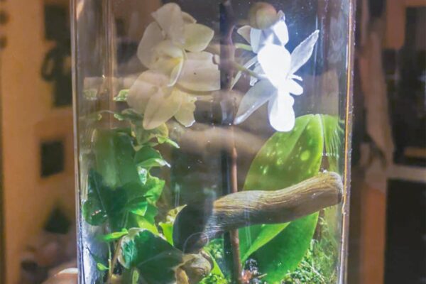 terrarium19