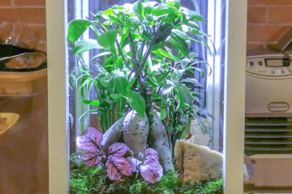 terrarium20