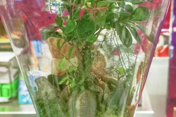 terrarium21