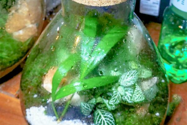 terrarium22
