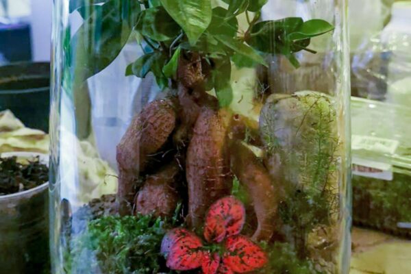 terrarium23