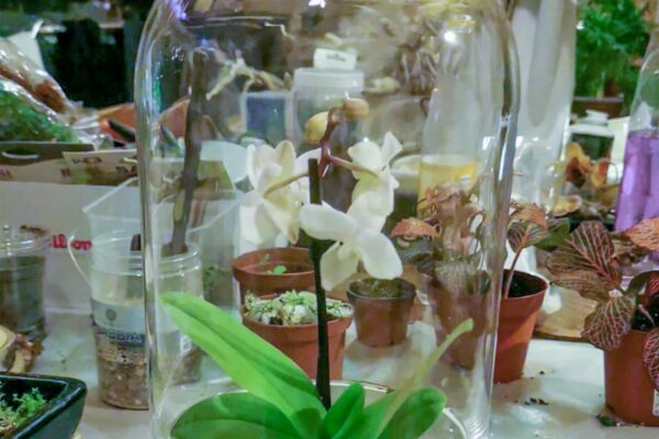 terrarium24