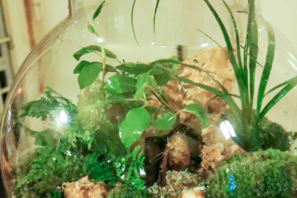 terrarium27
